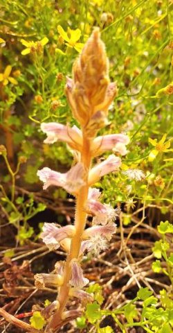 Orobanche minor